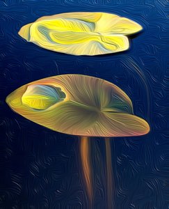 T_Lily von Scott J. Davis