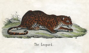 Antiker Druck eines afrikanischen Leoparden von Scottish School