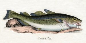 Antiker Druck eines Atlantischen Kabeljaus von Scottish School