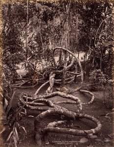Eine Kletterpflanze in den Peradeniya-Gärten, Ceylon, um 1880 von Scowen and Co.