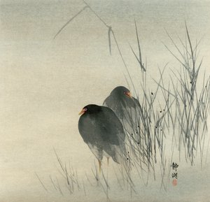 Zwei Teichhühner stehen in nebligen Binsen von Seiko Okuhara