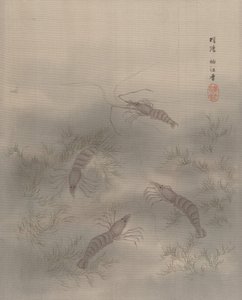 Shrimp Ebi