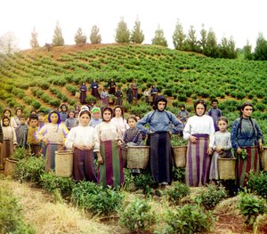 Eine Gruppe junger griechischer Frauen und Kinder bei der Teeernte, Chakva, Russisches Reich, zwischen 1905 und 1915 von Sergey Prokudin Gorsky