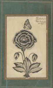 Blume und ein Schmetterling von Shafi