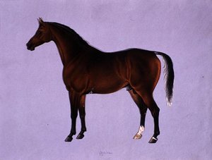 Oppidan, ca. 1840