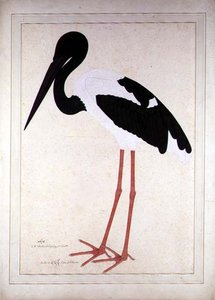 Schwarzhalstorch, Xenorhynchus Asiaticus, gemalt für Lady Impey in Kalkutta von Shaikh Zain ud Din (fl.1777 83)