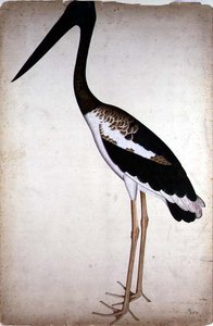 Schwarzhalstorch, Xenorhynchus Asiaticus, gemalt für Lady Impey in Kalkutta, ca. 1780