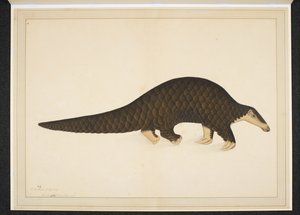Pangolin oder Schuppentier von Shaikh Zain ud Din (fl.1777 83)