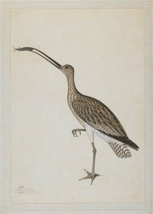 Östlicher Brachvogel verschlingt einen Schlammspringer von Shaikh Zain ud Din (fl.1777 83)