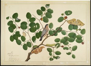 Brahminenstar mit zwei Antheraea-Motten, Raupe und Kokon auf Indischem Jujube-Baum, Folio aus einer Serie im Auftrag von Lady Impey von Shaikh Zain ud Din