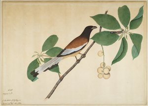 Rotschwanzelster und Raupe auf einem Ast, Folio aus einer Serie, in Auftrag gegeben von Lady Impey, 1777