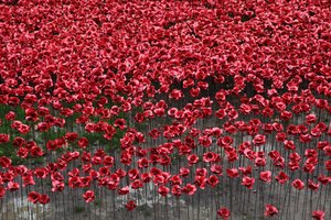 Blood Swept Lands and Seas of Red, Tower of London, 2014