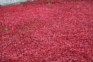 Blood Swept Lands and Seas of Red, Tower of London, 2014