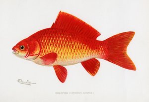 Goldfisch (Carassius Auratus)