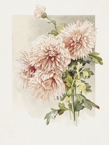 Chrysanthemen