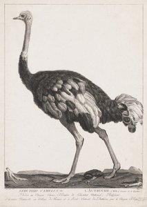 Strauß