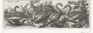 Schwäne (Vögel und Insekten)