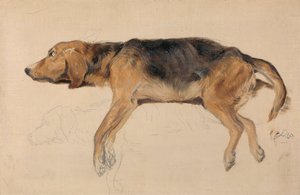 Studie eines liegenden Hundes von Sir Edwin Henry Landseer