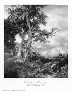 Waldeichen, Fontainebleau