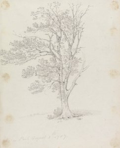 Baum im Easton Park von Sir George Howland Beaumont seventh Baronet