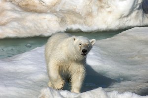 Eisbär (Ursus maritimus) geht über eine Eisscholle, Svalbard-Inseln, Norwegen von Sisse Brimberg