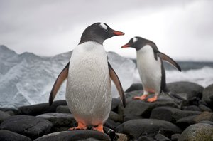 Zwei Eselspinguine, Pygoscelis papua, an einer felsigen Küste. Antarktis, 2022 (Foto) von Sisse Brimberg