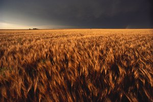 Vereinigte Staaten, Kansas, Sommergewitter nähert sich Weizenfeld von Sisse Brimberg