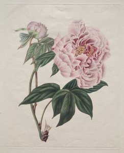 Chinesische Baum-Pfingstrose (Paeonia suffruticosa)