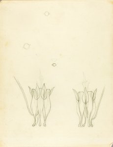 Akazien von Solon H. Borglum