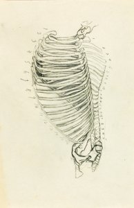 Anatomie von Solon H. Borglum