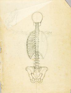 Anatomiestudie