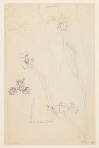 Studien von Schwertlilien von Sophia L. Crownfield