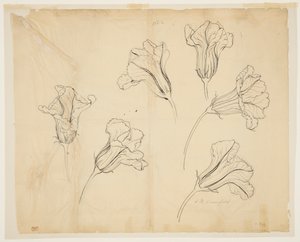 Studien von Kürbisblüten