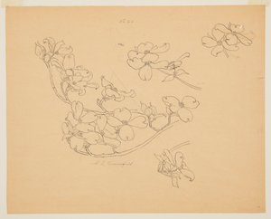 Studie von Hartriegel