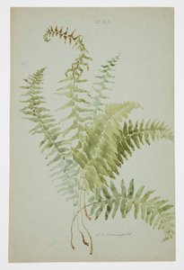 Studie eines Farns von Sophia L. Crownfield
