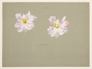 Studie von blassrosa Pfingstrosen