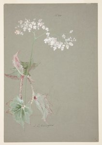 Studie einer rosa Begonie