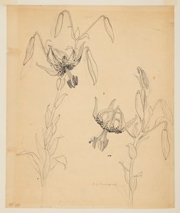 Studie von Tigerlilien