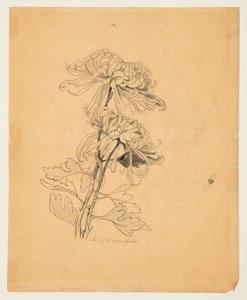 Studie von zwei Chrysanthemen