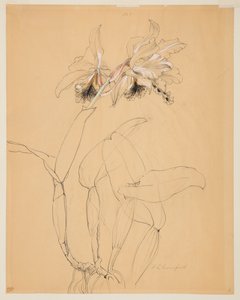 Studie einer Orchidee von Sophia L. Crownfield