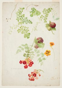 Studie von Frauenhaarfarn, Trompetenblume und Kapuzinerkresse von Sophia L. Crownfield