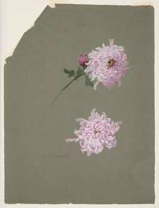 Zwei Studien von violetten Chrysanthemen