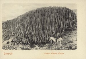 Männer betrachten den berühmten Kaktus in Cardon auf Teneriffa von Spanish Photographer