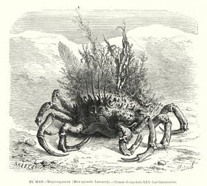 Europäische Spinnenkrabbe (Maja squinado) von Spanish School