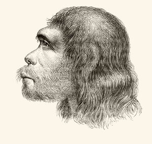 Kopf eines Neandertalers, aus 