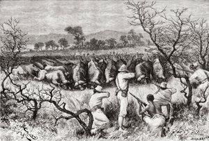 Büffeljagd in Zentralafrika im späten 19. Jahrhundert, aus 