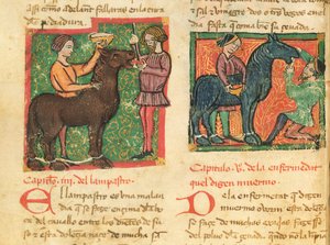 Ms 214 fol.26v Heilung von Glossitis bei einem Pferd, aus Libro de Menescalcia y Albeyteria von Juan Alvarez, ca. 1390