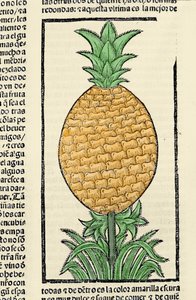 Darstellung einer Ananas. Gravur aus dem Buch „Historia general de las Indias, islas y tierra firme del mar oceano“ von Gonzalo Fernandez de Oviedo (Gonzalo) oder Fernandez de, oder Hernandez de Oviedo y Valdes (1478-1557)