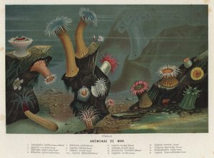 Seeanemonen von Spanish School
