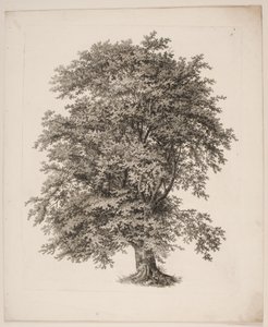 "Studien nach der Natur in Bezug auf Landschaftszeichnung von S.H. Petersen", Nr. 2 von Søren Henrik Petersen